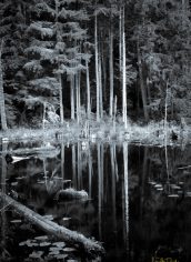 Larey McDaniel, "Mackey Pond" Larey McDaniel, "Mackey Pond" Photo on canvas, 24X16, $315