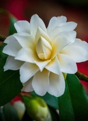 Larey McDaniel, "Camelia on Red" Larey McDaniel, "Camelia on Red" Photo on canvas, 16X24, $315