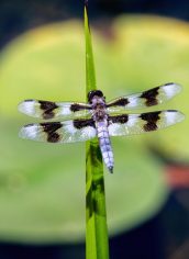 Phyllis McDaniel, "Dragonfly and Lily Pad" Phyllis McDaniel, "Dragonfly and Lily Pad" Photo on canvas, 16X24, $315