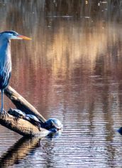 Phyllis McDaniel, "Heron and Company" Phyllis McDaniel, "Heron and Company" Photo on canvas, 16X24, $315