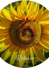 Donna Lee Cutler, "Integrating Round - Sunflower Release" Donna Lee Cutler, "Integrating Round - Sunflower Release" Metal, 12" diameter, $95