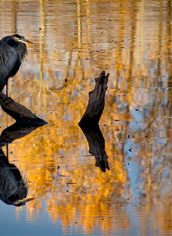Phyllis McDaniel, "Heron Reflected" Phyllis McDaniel, "Heron Reflected" Photo on canvas, 16x24, $245