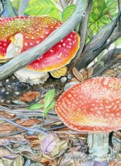 Kiraya Kestin, "Flying Amanita Mushrooms" Kiraya Kestin, "Flying Amanita Mushrooms" Watercolor, 17X14, $673