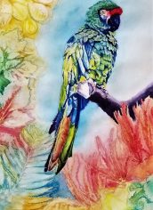 Shirley Rudolf
"A Proud Military McCaw" Shirley Rudolph A Proud Military McCaw Watercolor 16X12 $375