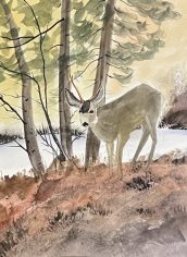 Gill McKinstry
"Mule Deer" Gill McKinstry Mule Deer Watercolor 14X11 $200
