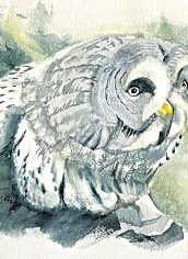 Jane Scott
"White Owlet" Jane Scott White Owlet Watercolor 8X8 $150