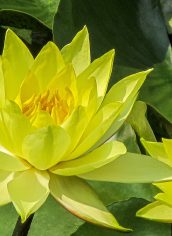 dLee
"Yellow Lily Couple" dLee Yellow Lily Couple Photography Canvas 20X30 $150 CUTLER