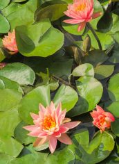 dLee
"Pink Lily Family " dLee Pink Lily Family Photography Canvas 30X20 $150 CUTLER