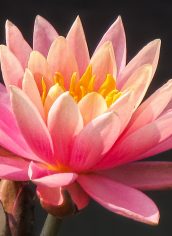 dLee
"Pink Lily and Dragonfly" dLee Pink Lily and Dragonfly Photography Canvas 20X30 $150