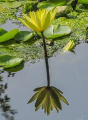 dLee
"Yellow Lily Reflection" dLee Yellow Lily Reflection Photography Canvas 30X20 $150 CUTLER