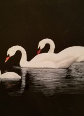 Gene K. Mickelson
"Swans in Black and White" Gene Mickelson Swans in Black and White Acrylic 22X25 $175