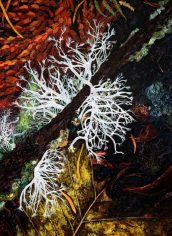 Julie Baer
"Western Red Cedar"