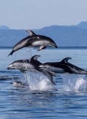 Holly Cannon
"Leaping for the Pure Joy of it"