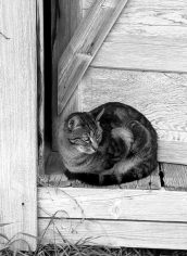 Dan McConnell
"Maynard at the cabin"